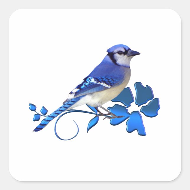Sticker Carré Blue Jay Bird (Devant)