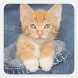 Sticker Carré Blue Jean Baby Orange Kitten