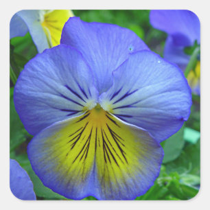 Sticker Carré Blue Pansy