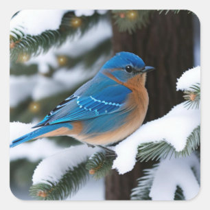 Sticker Carré Bluebird d'hiver