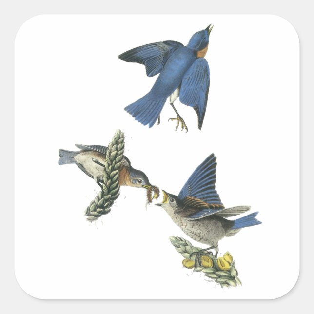 Sticker Carré Bluebird, John Audubon (Devant)