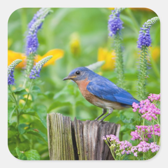 Sticker Carré Bluebird peins on fence post in flower garden (Devant)