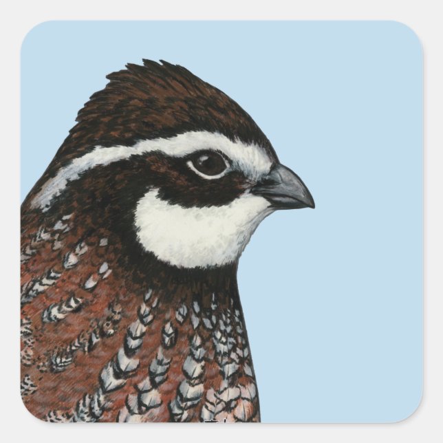 Sticker Carré Bobwhite Quail Head (Devant)