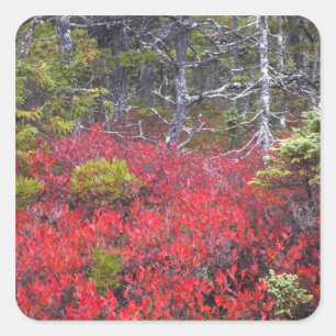 Sticker Carré Boissons et pins bleuets