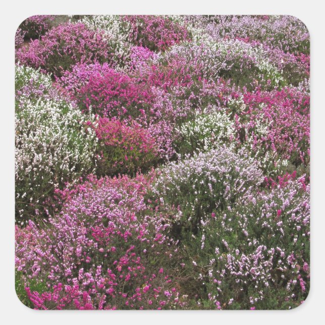 Sticker Carré Boissons roses, blanches et pourpres fleurissent (Devant)