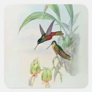 Sticker Carré Bonaparte's Star Fronted Hummingbird (lumière colo