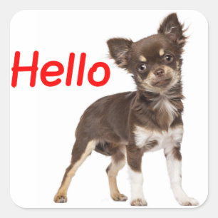 Sticker Carré Bonjour Chihuahua, Chiot coiffeur