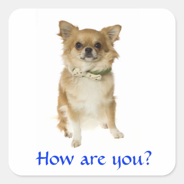 Sticker Carré Bonjour Long Haired Chihuahua Chiot Chig Stick (Devant)