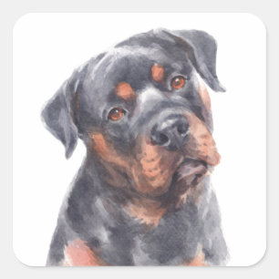 Sticker Carré  Bonjour Rotie Chien Chien Chien Aquarelle Rottwei