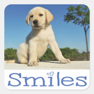 Sticker Carré Bonjour Sourires Jaune Labrador Retriever Chien Ch
