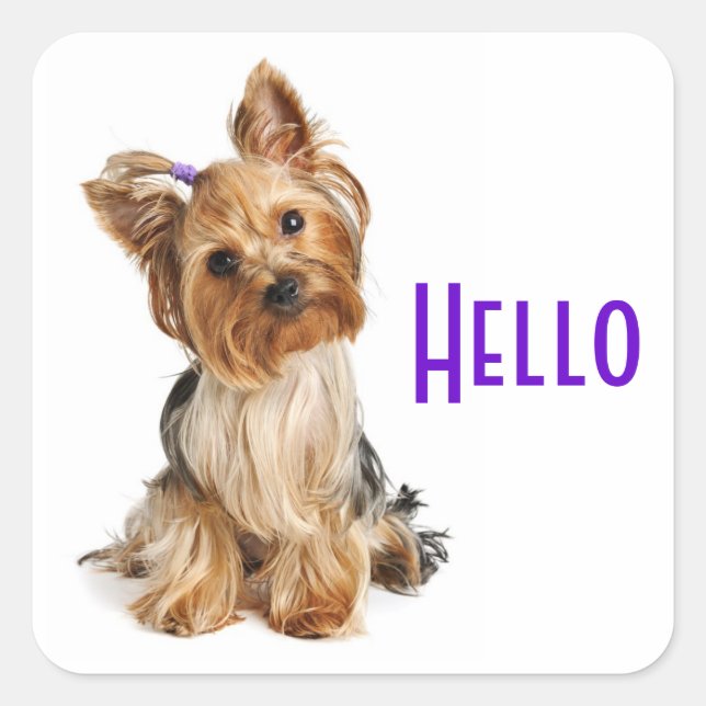 Sticker Carré Bonjour Yorkshire Terrier Yorkie Chien Chien Stick (Devant)