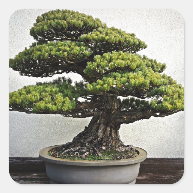 Sticker Carré Bonsai de pin blanc japonais (Devant)