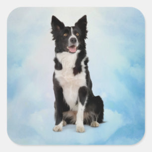 Sticker Carré Bordure Collie