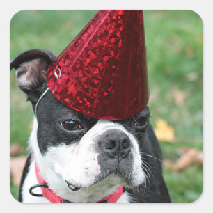 Sticker Carré Boston Terrier