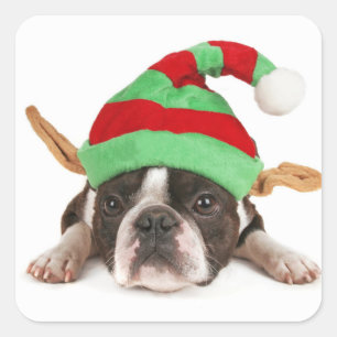 Sticker Carré Boston Terrier avec un casquette de Noël