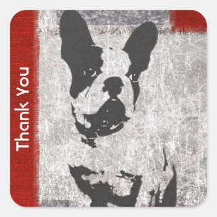 Sticker Carré Boston Terrier en Merci noir et blanc