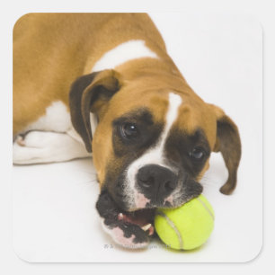 Sticker Carré Boule de tennis de chien