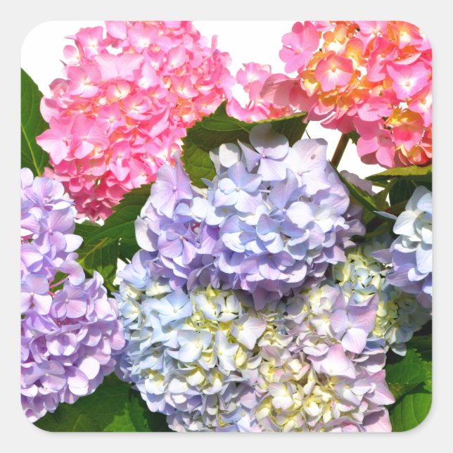 Sticker Carré Bouquet Hydrangea (Devant)