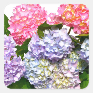 Sticker Carré Bouquet Hydrangea