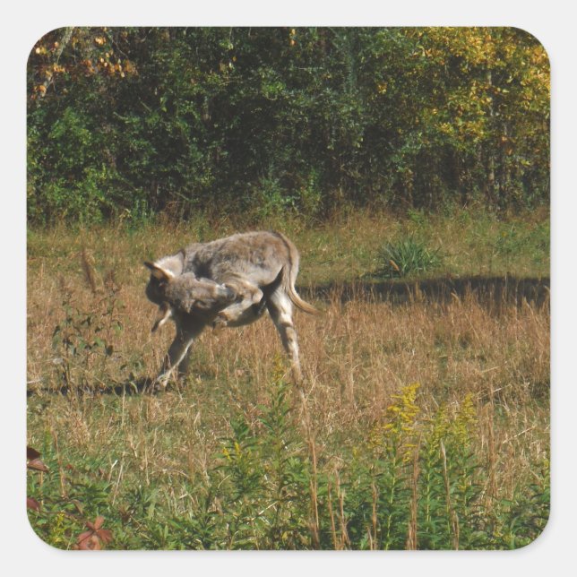 Sticker Carré Bouton de baiser (Devant)