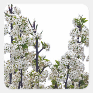 Sticker Carré Bradford Pear Blossoms