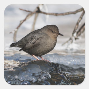 Sticker Carré Brave American Dipper