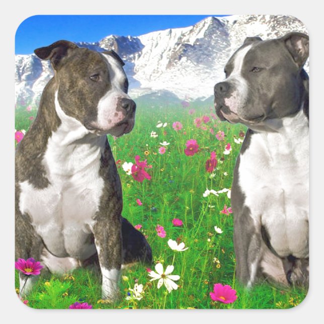 Sticker Carré Brindle & Blue Staffordshire & Pit Bull Dogs (Devant)