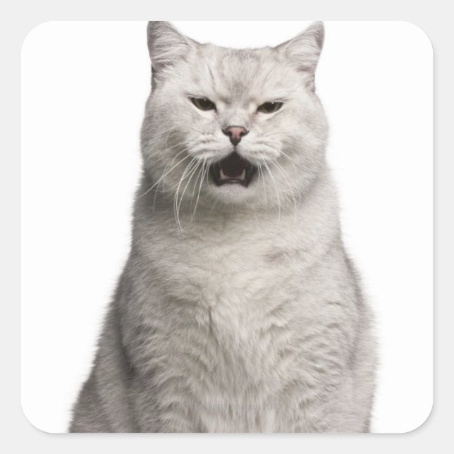 Sticker Carré British Shorthair (4 years old) (Devant)