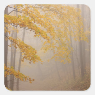 Sticker Carré Brouillard et feuillage d'automne, Great Smoky Mou