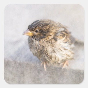 Sticker Carré Bruant - Météo Prévision Épique Échec