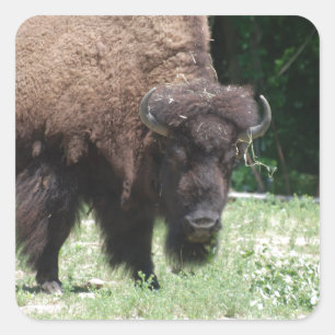 Sticker Carré Buffalo dans le domaine