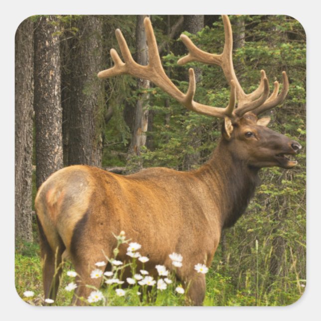 Sticker Carré Bull elk à velvet (Devant)