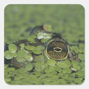 Sticker Carré Bullfrog, Rana catesbeiana, adulte en algue