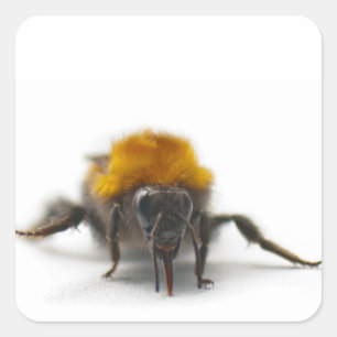 Sticker Carré Bumblebee