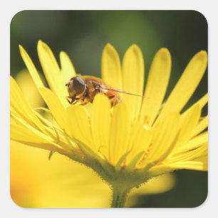 Sticker Carré Busy Bee