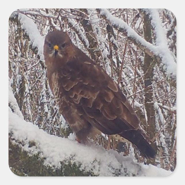Sticker Carré Buzzard sur la branche de neige (Devant)