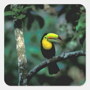 Sticker Carré CA, Panama, Parc national de Souveraineté, Toucan 