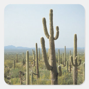 Sticker Carré Cactus en parc national de Saguaro, Arizona 2