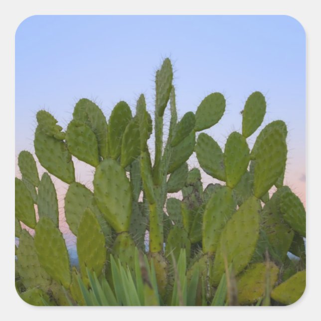 Sticker Carré Cactus et sisal en forêt sèche (Devant)
