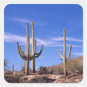 Sticker Carré Cactus géant multiarmé Saguaro, Saguaro