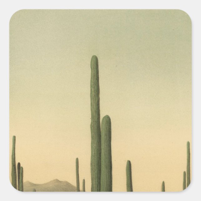 Sticker Carré Cactus grove, Arizona (Devant)