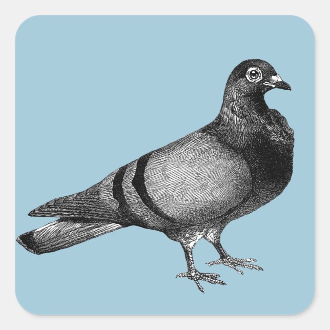Sticker Carré Cadeaux de pigeon vintage (Devant)