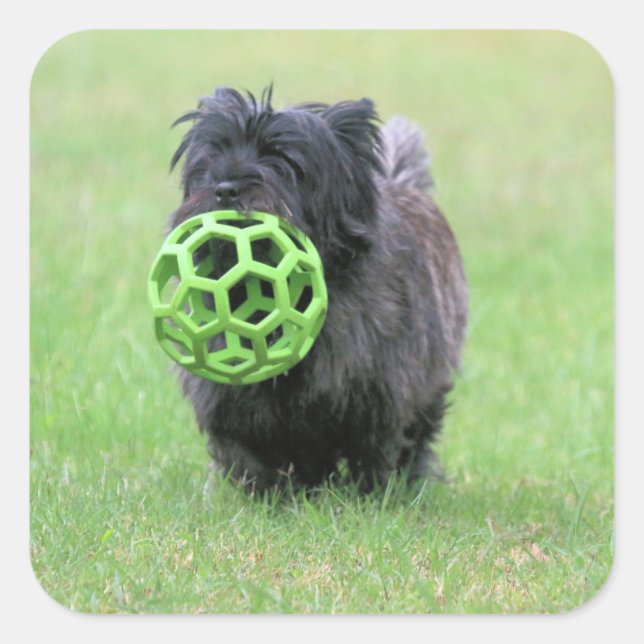 Sticker Carré Cairn terrier (Devant)