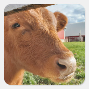 Sticker Carré Calf