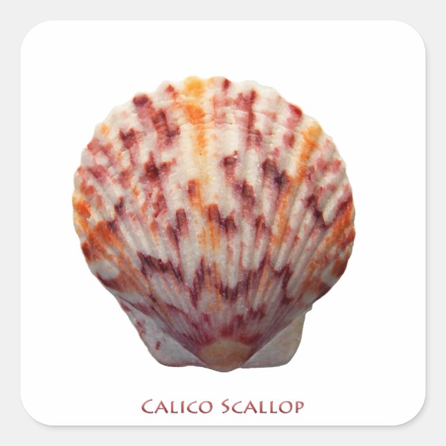 Sticker Carré Calico Scallop Shell (Devant)