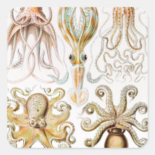Sticker Carré Calmar de poulpe, Gamochonia par Ernst Haeckel