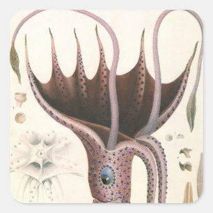 Sticker Carré Calmar Parasol, Animaux Marins Vintage