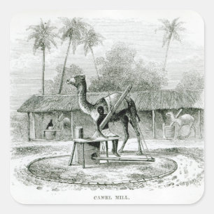 Sticker Carré Camel Mill, de 'Travels in Africa'