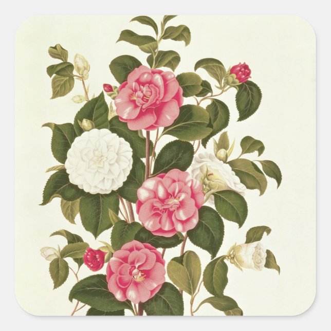 Sticker Carré Camellia de "Une monographie sur le genre" (Devant)