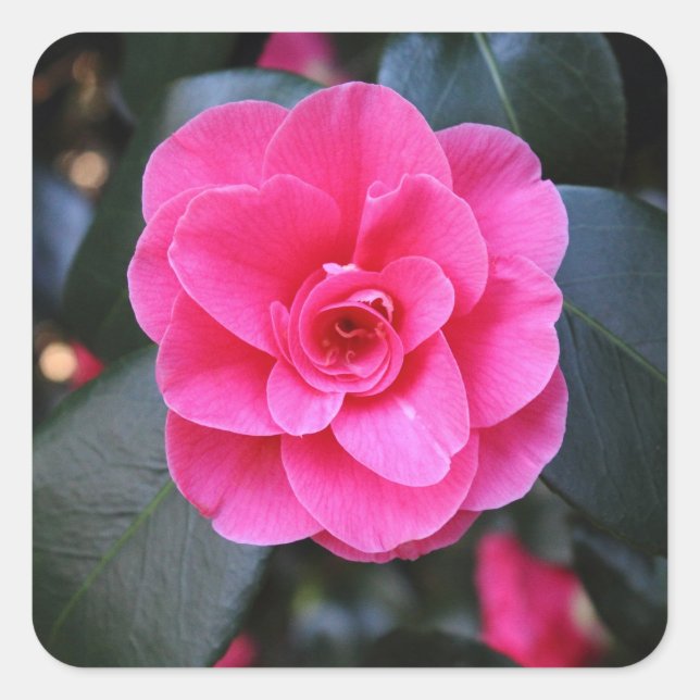 Sticker Carré Camellia rose (Devant)